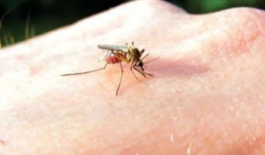 Risc de infestare cu febră dengue în Malaezia. Recomandări pentru turiştii români