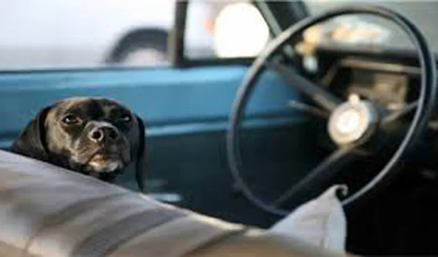 AVERTISMENT. Un câine poate MURI în 20 de minute dacă este lăsat închis în maşină în zilele călduroase
