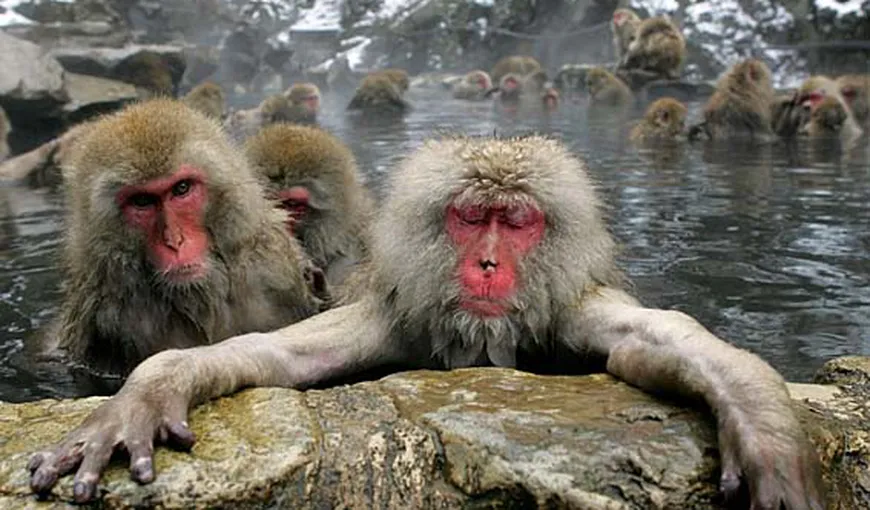 Efectele NOCIVE ale CATASTROFEI NUCLEARE de la Fukushima: Sângele maimuţelor s-a modificat