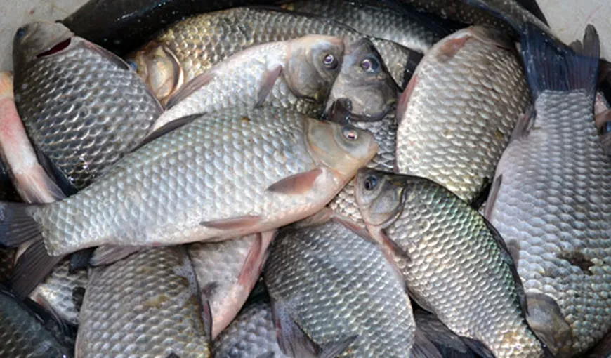 Tone de peşte care urmau să fie exportate ilegal în România, confiscate în Spania