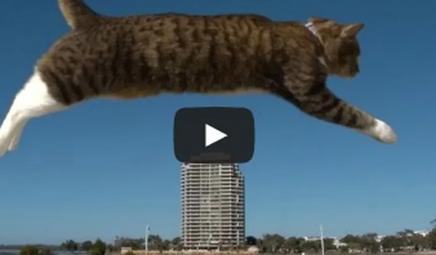 Felina fără o doagă: O pisică face parkour VIDEO
