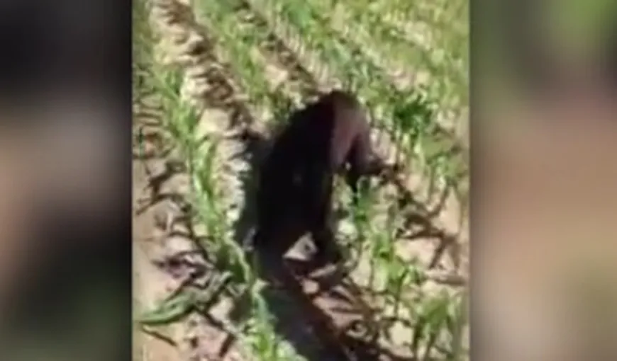 Urs salvat după ce a rămas cu capul blocat într-o găleată: Am folosit o MACARA VIDEO