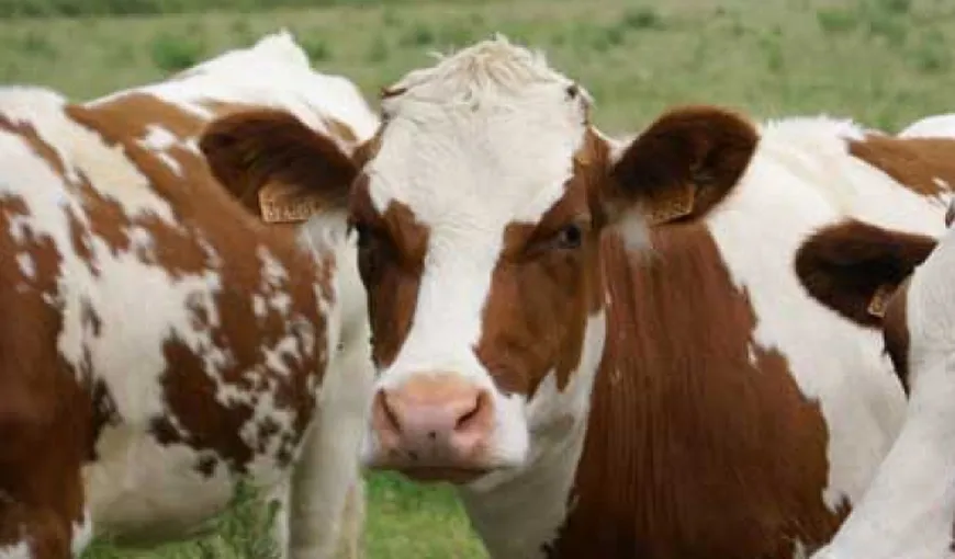 Ce spune preşedintele ANSVSA despre cazul de „boala vacii nebune” depistat la o carcasă de bovină