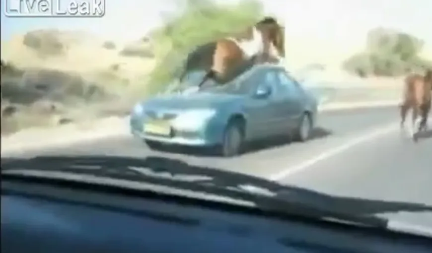 Imagini şocante surprinse de o cameră video în trafic. Un cal apare din senin pe o stradă şi este lovit