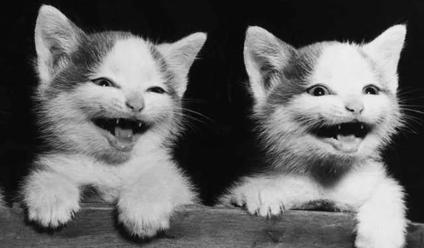 BANCUL ZILEI: Soacra vs. pisică