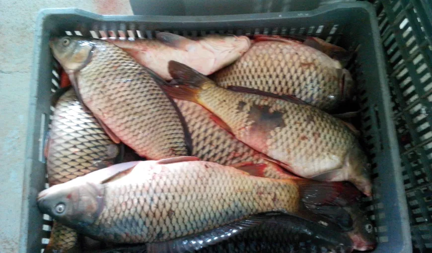 Avertisment şocant lansat de cercetători: „Peştii din Dunăre sunt cancerigeni”