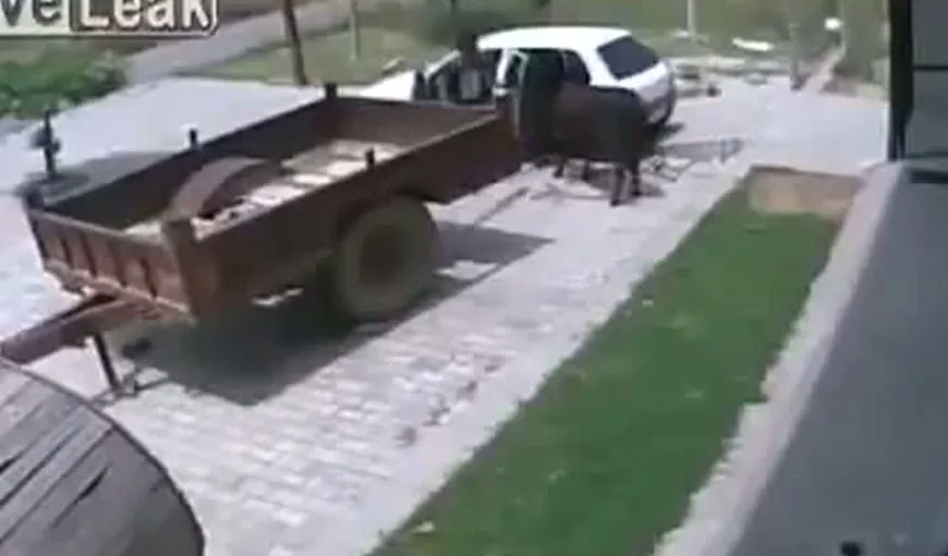 Un bărbat fură o VACĂ după ce o îndeasă într-un autoturism. Totul a fost filmat VIDEO