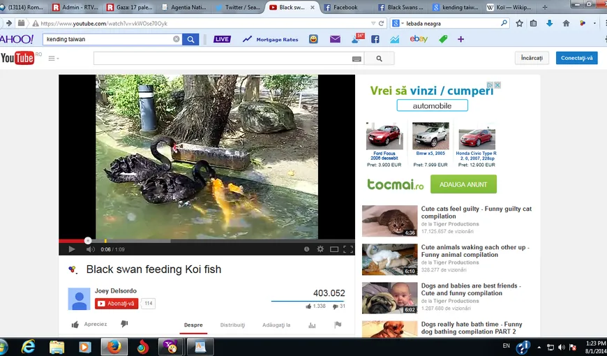 Lecţie de viaţă emoţionantă. Două lebede negre hrănesc peştii dintr-un lac VIDEO