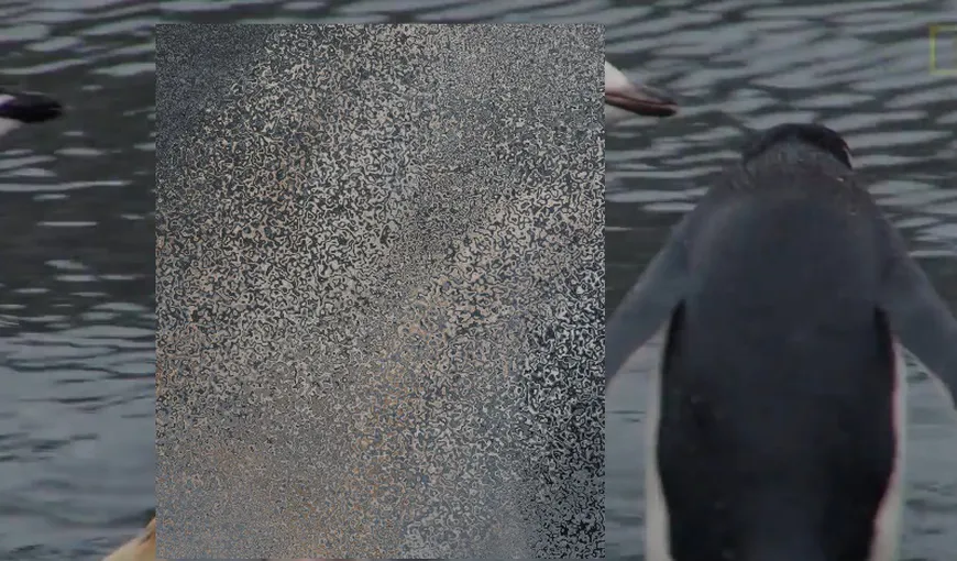 Descoperire bizară făcute de cercetători în Antarctica: Am filmat un PINGUIN MUTANT VIDEO