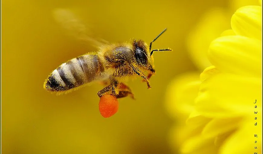 Beneficii uimitoare ale polenului de albine