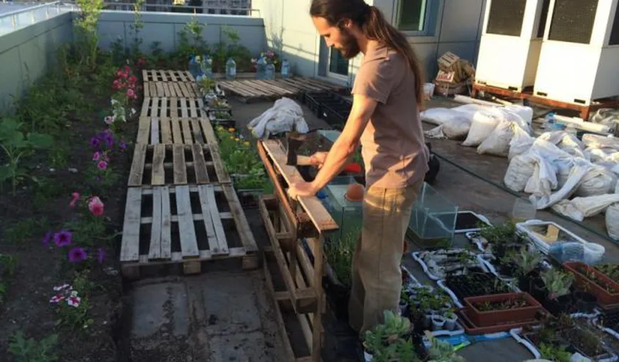 Cum să cultivi roşii şi castraveţi pe acoperişul blocului în Bucureşti