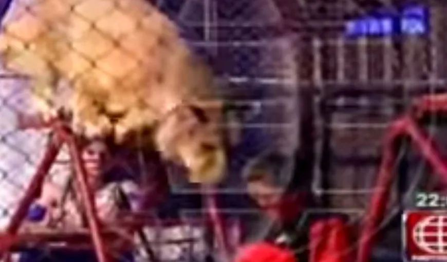 O PROFESOARĂ a fost ATACATĂ de un LEU în faţa ELEVILOR: I-a înfipt COLŢII direct în GÂT VIDEO