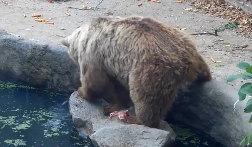 Umanitate în rândul animalelor: Un urs a salvat o cioară de la înec VIDEO