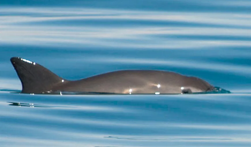 Cea mai mică specie de delfin ar putea să dispară