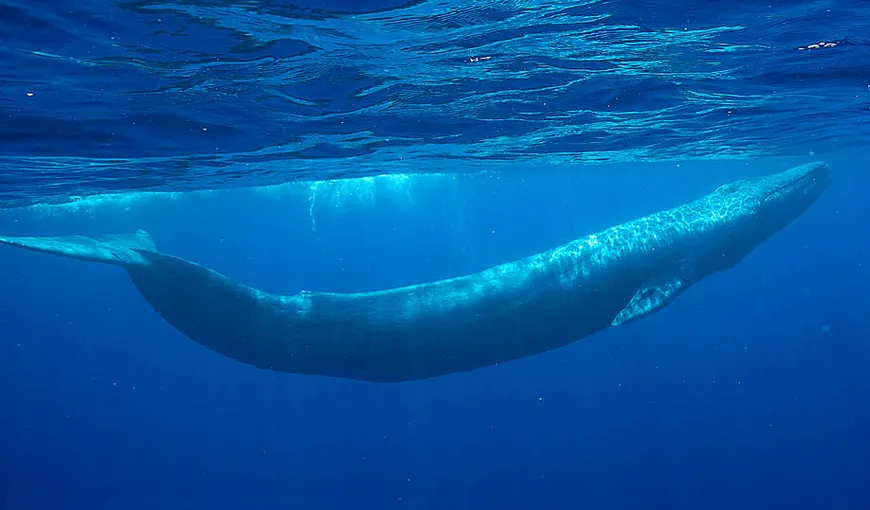 Balenele albastre din California, odinioară aproape de dispariţie, revin la nivelele istorice