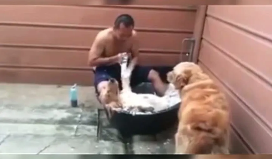 Cel mai tare video: Cum stă la baie un patruped
