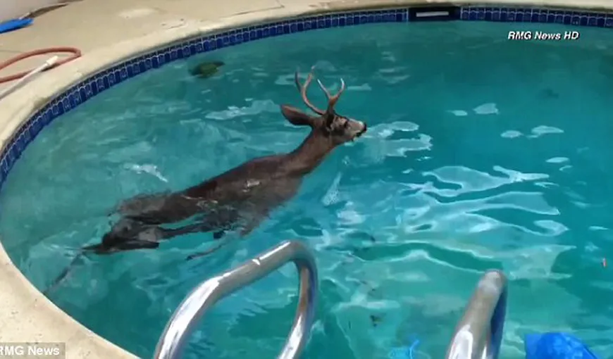 Surpriză pentru proprietarii unei locuinţe din California: O căprioară a înotat o oră în piscina lor VIDEO