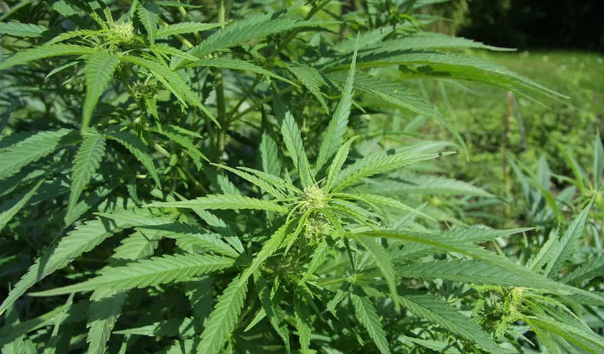 Cultură de cannabis, descoperită într-un sat din Iaşi