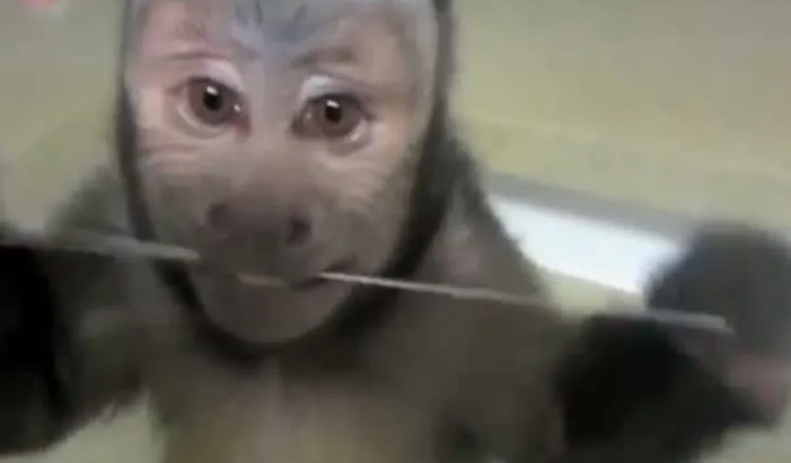 Cum se foloseşte aţa dentară. O maimuţă dă lecţii de igienă dentară VIDEO