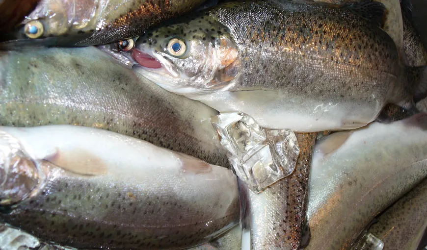 Guvernul a decis Agenţiei Naţionale pentru Pescuit şi Acvacultură în subordinea Ministerului Agriculturii