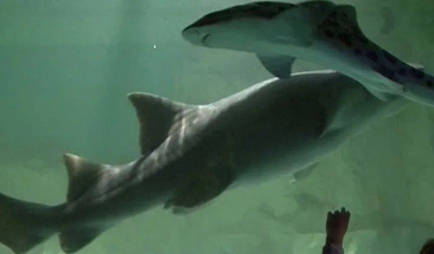Apariţie inedită în Timişoara: Cinci rechini, expuşi într-un acvariu imens VIDEO