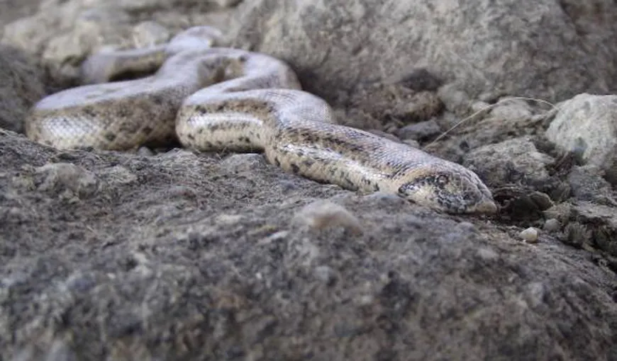 BOA DE NISIP, şarpe dintr-o specie rară, descoperit în România la 80 de ani de la dispariţie