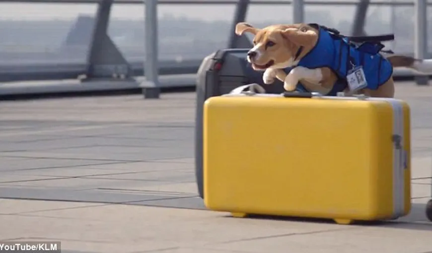 Pe aeroportul din Amsterdam, un câine găseşte călătorii care şi-au uitat obiecte în avioane