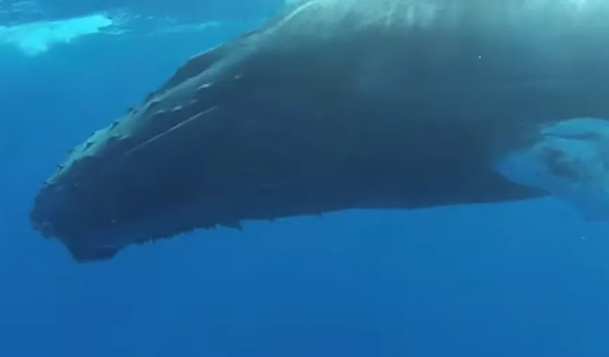 Cum doarme balena cu cocoaşă VIDEO