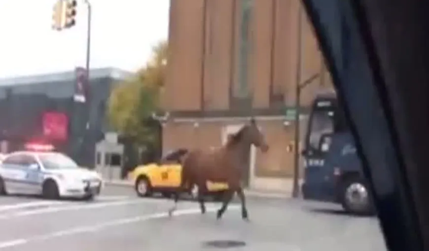 A scăpat în libertate şi a luat-o razna: Aventurile unui cal în New York VIDEO