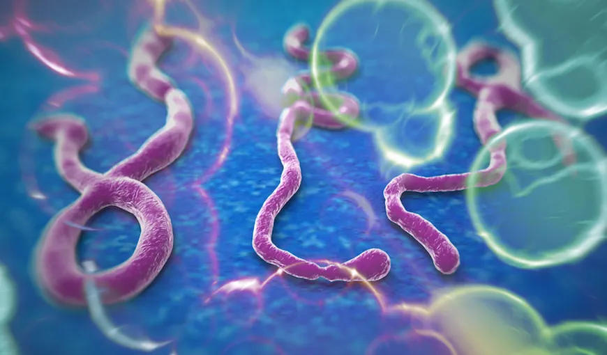Ebola ar putea fi tratată cu medicamente anti-colesterol