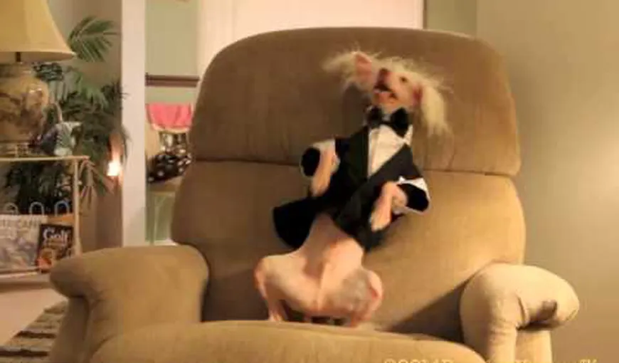 VIDEO FUNNY: Cel mai bun DANSATOR este un câine. Nathan nu se poate opri din dans