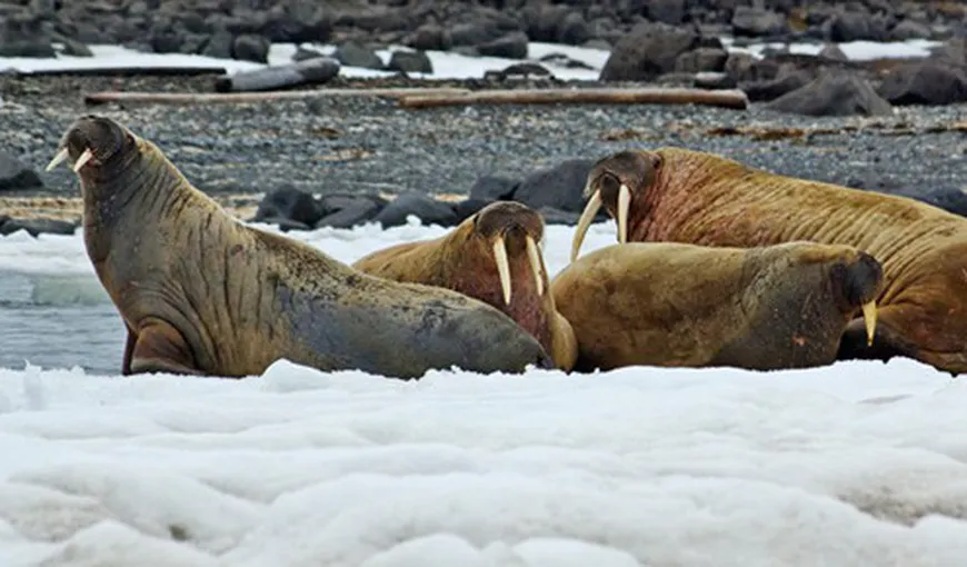 Aproximativ 35.000 de morse au eşuat pe o plajă din Alaska VIDEO