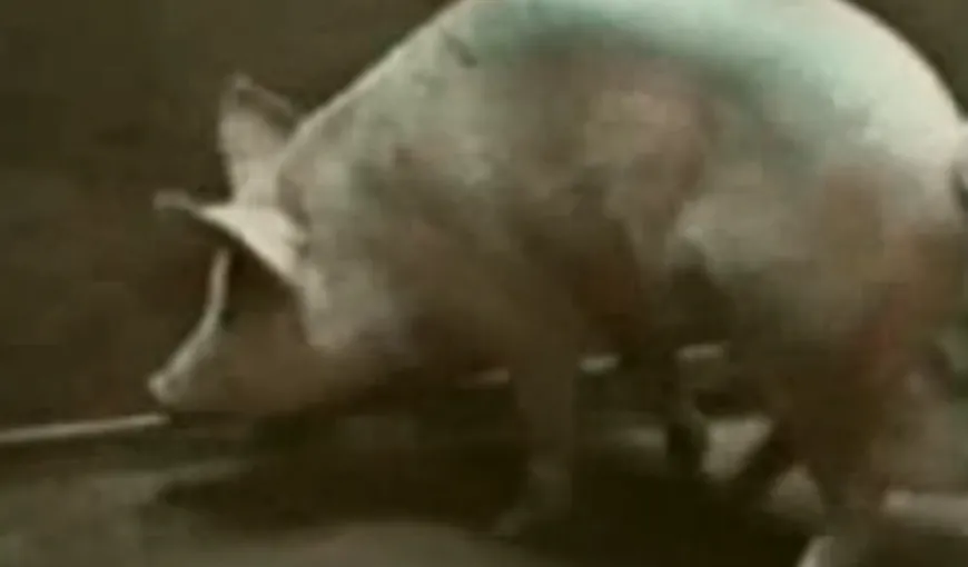 Nu trebuie să ratezi asta. Cum se comportă cel mai educat porc din lume VIDEO