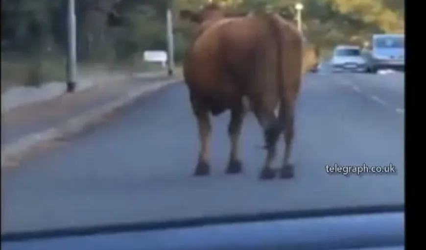 Urmărire ca în FILME după ce trei vaci au scăpat de la o fermă. Autorităţile au folosit un elicopter VIDEO