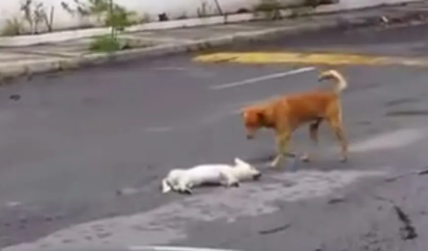 MOMENT SFÂŞIETOR. Cum încearcă un câine să salveze un alt căţel lovit de maşină