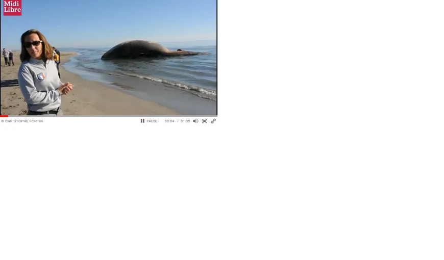O balenă eşuată pe o plajă din Franţa riscă să explodeze VIDEO