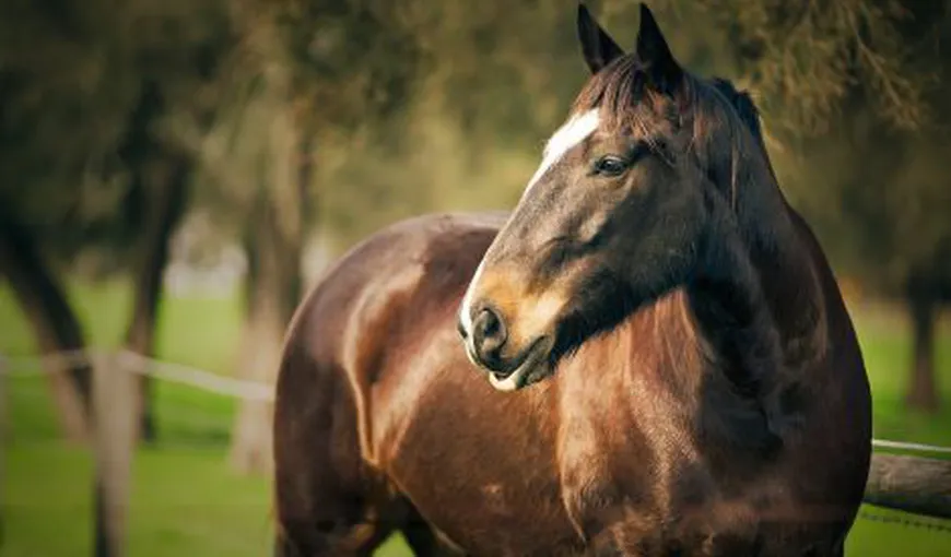 TRAGEDIE: Un băiat s-a SINUCIS după ce tatăl i-a vândut calul