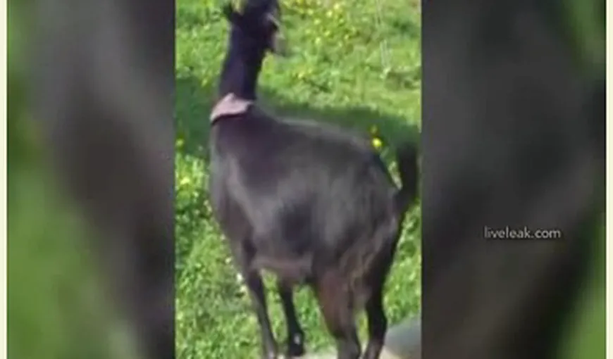VIDEO FUNNY. O capră se urcă pe spatele unui porc pentru a ajunge la mâncare