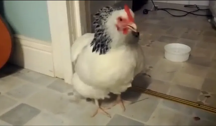 Găina care strănută. Filmul care a devenit viral pe internet VIDEO