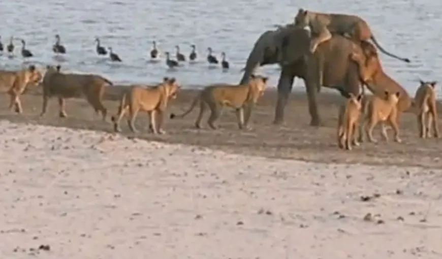Bătălie incredibilă pentru supravieţuire, pe o plajă. Un pui de elefant este atacat de 14 lei VIDEO