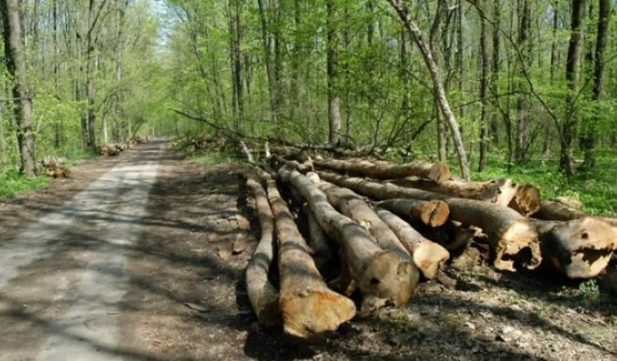 Parchetul Ploieşti, sesizat pentru retrocedarea a 980 de hectare de pădure din Magureni