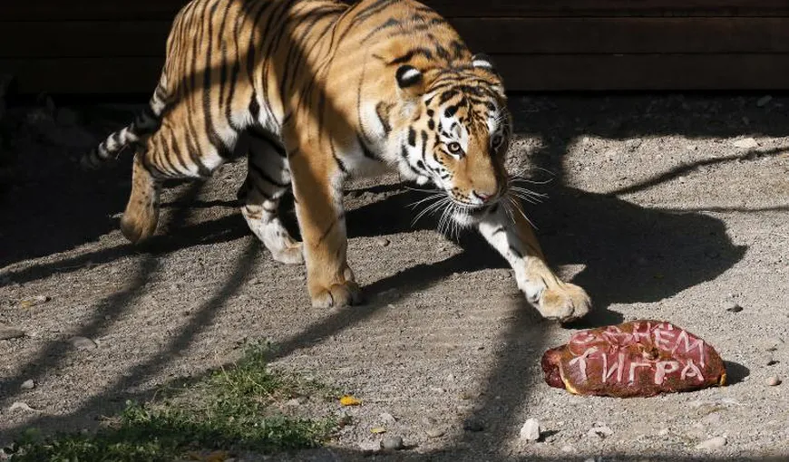 Acţiune de amploare pentru capturarea unui tigru aflat în libertate în apropiere de Paris