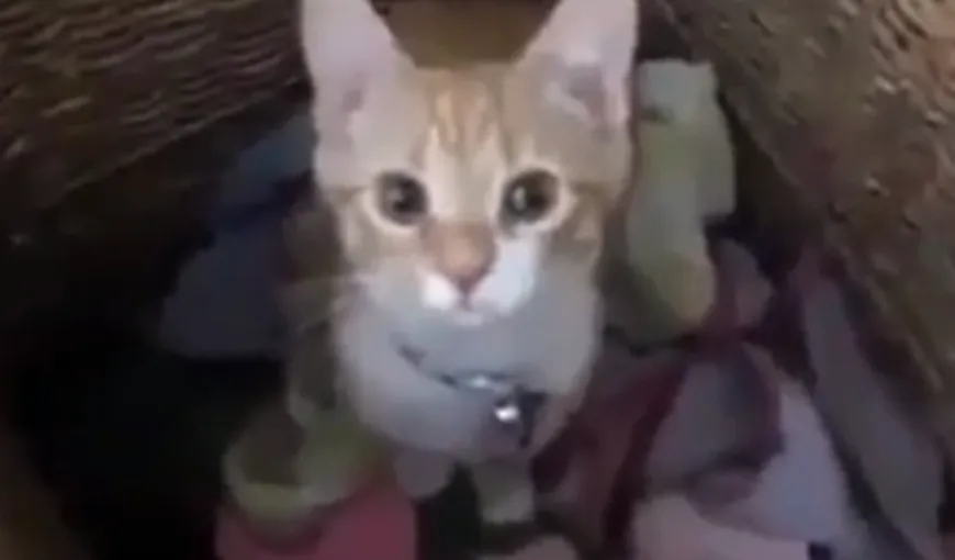 O pisicuţă HARNICĂ îşi ajută stăpâna la strânsul rufelor VIDEO
