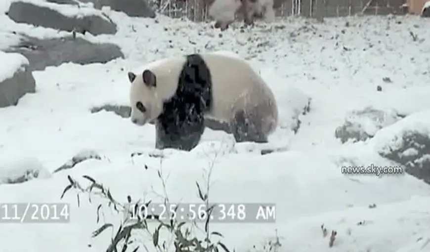 Cum se bucură un urs Panda de PRIMA NINSOARE VIDEO