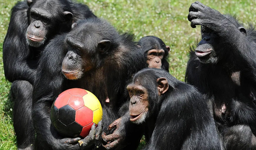 S-A DECIS! Cimpanzeii nu sunt persoane