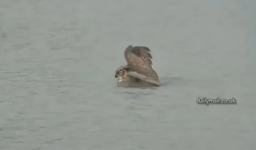 Imagini incredibile: O bufniţă, surprinsă în timp ce înota pe lacul Michigan VIDEO