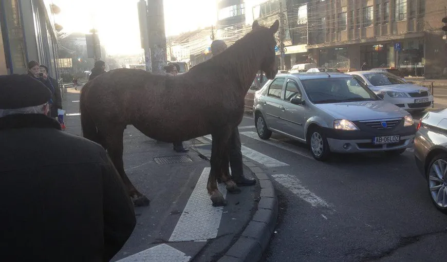 SURPRINZĂTOR: Un cal aşteaptă la semafor în Cluj-Napoca FOTO