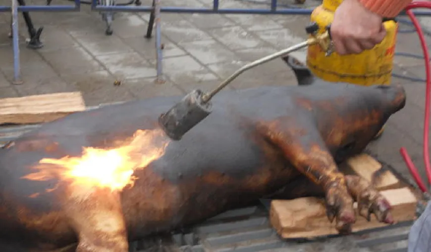IGNAT. Cum curăţă un român ingenios porcul, după ce a fost pârlit. Este o joacă de copii VIDEO
