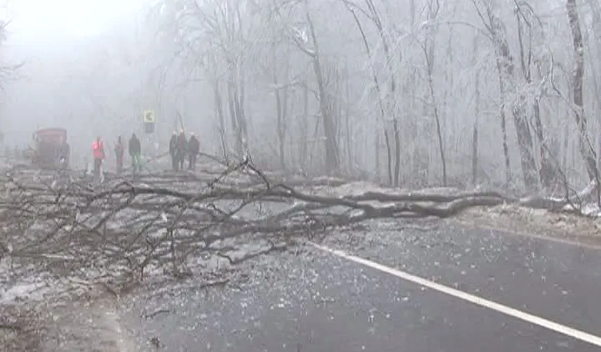 Fenomen STRANIU la Iaşi. O pădure a fost distrusă de ploaia îngheţată VIDEO – Imagini APOCALIPTICE