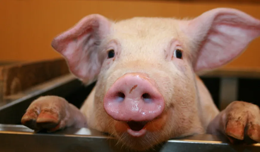 IGNAT. SUPERSTIŢII privind sacrificarea porcului: Ce înseamnă dacă găseşti sânge ÎNCHEGAT în inima animalului